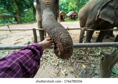 41 Elephant eating watermelon Images, Stock Photos & Vectors | Shutterstock