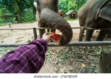 41 Elephant eating watermelon Images, Stock Photos & Vectors | Shutterstock