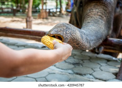 Elephant Eating Images, Stock Photos & Vectors | Shutterstock