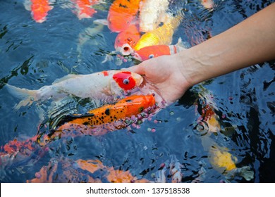 Feeding Fish