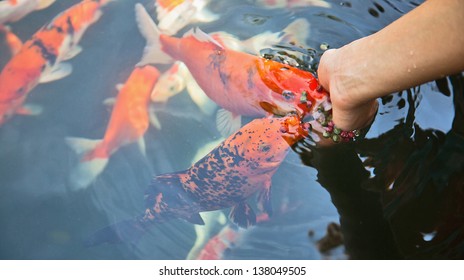 Feeding Fish