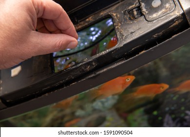 Feeding Fish And Cleaning A Home Tropical Fish Tank