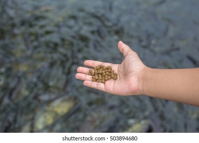 Feeding Fishes By Fish Food Pellets.