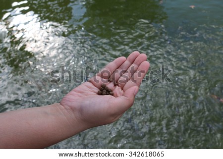 Feeding the fish,The food fish, focus on food.Fish meal in hand,Feeding fish in Fish pond