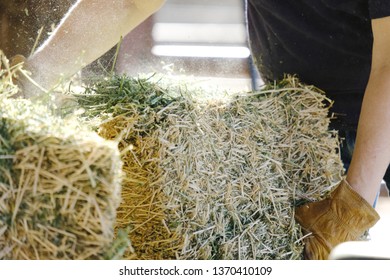 Feeding Flakes Of Alfalfa Hay During Chores On Farm.