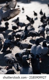 feeding a flock of pigeons