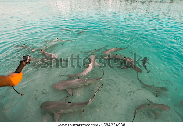 Feeding Frenzy Blacktip Reef Sharks Maldives Stock Photo Edit Now