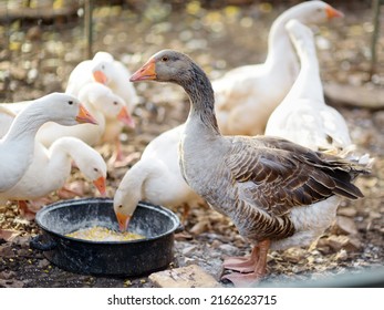 Feeding Geese From Bio Organic Food In The Farm Chicken Coop. Floor Cage Free Chickens Is Trend Of Modern Poultry Farming. Small Local Business.