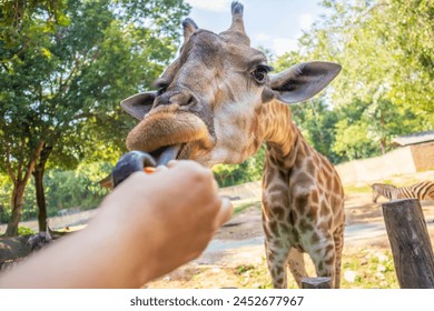 Feeding giraffe safari animal in the zoo - Powered by Shutterstock