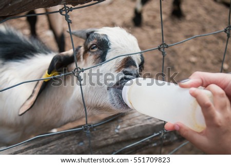 Similar – Little baby cow feeding from milk bottle.