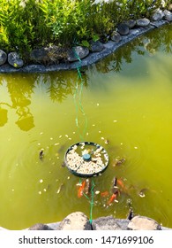 Feeding Gold Fish In A Garden Pond 