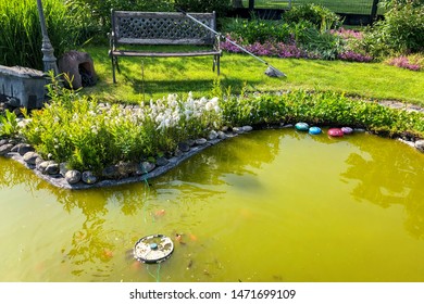 Feeding Gold Fish In A Garden Pond 