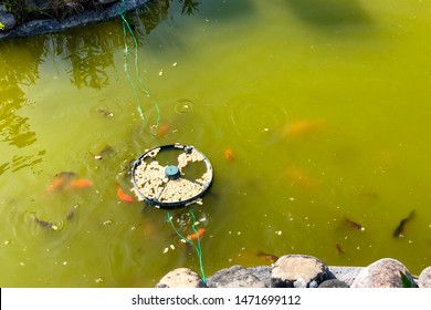 Feeding Gold Fish In A Garden Pond 