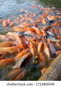 Feeding Gold Fish On The Pond