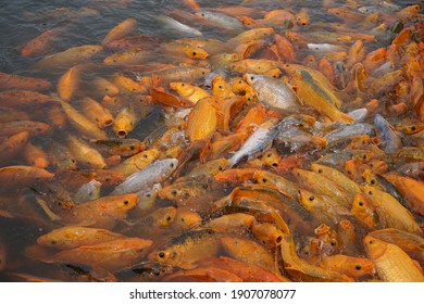 Feeding Gold Fish On Pond