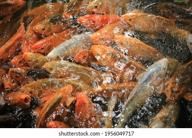 Feeding Gold Fish On Pond