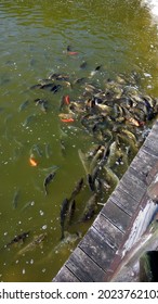 Feeding Goldfish In Artificial Lake