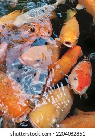 Feeding Goldfish In The Pond 