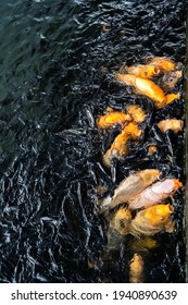 Feeding Goldfish When Went To Bali For Holiday
