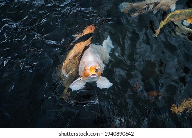 Feeding Goldfish When Went To Bali For Holiday
