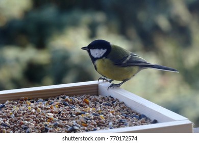 Feeding Great Tit Stock Photo (Edit Now) 770172775