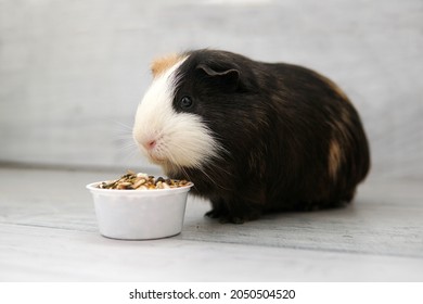 feeding guinea pig with grain