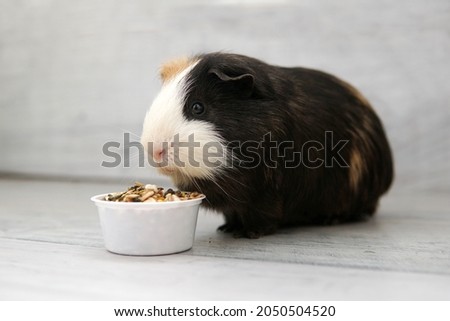 feeding guinea pig with grain