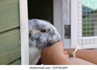 Feeding Hands And Pet Rabbit 