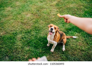 Feeding happy dog with treats.