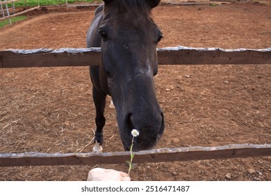 Feeding a horse in a paddock on a ranch with white daisies,calm friendly dark-colored horse,love for animals,small flower in a woman's hand,long mane of a well-groomed horse on a farm, wooden crosbars - Powered by Shutterstock