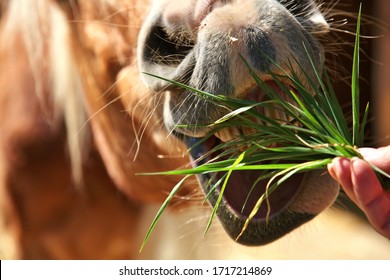 Feeding Horse Or A Pony. Chewing On Grass, Open Mouth And Teeth Reaching For Food. Horse's Nose Mouth Feeding Closeup. 