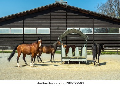 Horse Hay Stock Photos Images Photography Shutterstock