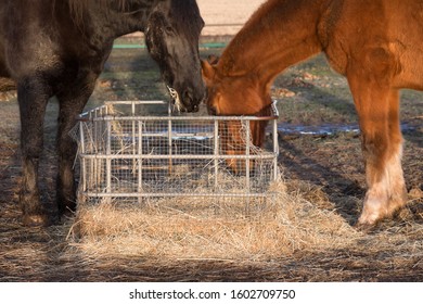 Royalty Free Horse Feeders Stock Images Photos Vectors