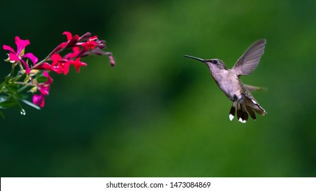 Feeding Humming Bird In Flight. 