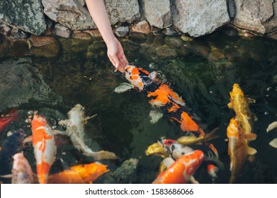 鯉科小魚 Images Stock Photos Vectors Shutterstock