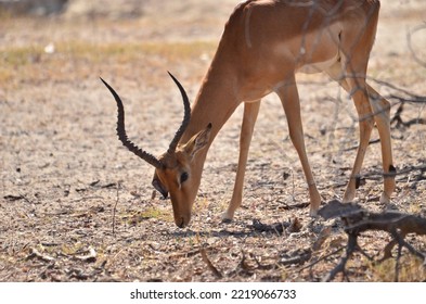 Feeding Impala Bock In Etosha Park