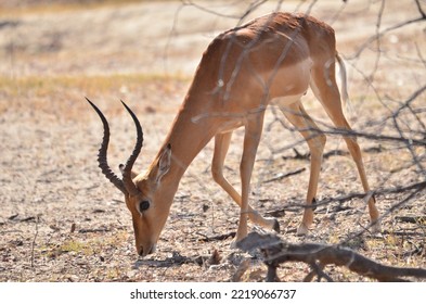 Feeding Impala Bock In Etosha Park