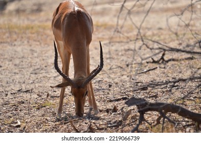 Feeding Impala Bock In Etosha Park