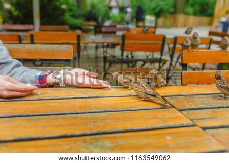 Feeding little sparrow by hand in outdoor cafe
