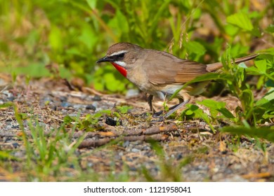 Feeding Of Luscinia Calliope