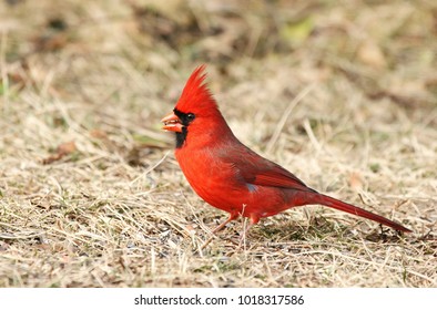 Feeding Male Northern Cardinal
