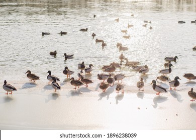 Feeding Many Wild Ducks On Winter Cold Icy River On Frosty Sunny Day. People Throwing Food To Happy Hungry Birds