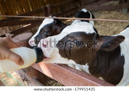 feeding milk to baby cow at the ranch