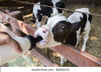 Feeding Milk Young Cow Stock Photo (Edit Now) 365836721