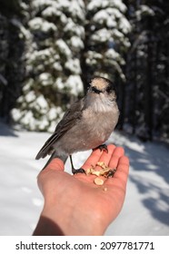 453 Whiskey jack bird Images, Stock Photos & Vectors | Shutterstock