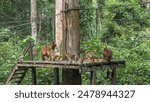 Feeding monkeys in the Sepilok Orangutan Rehabilitation Centre. Primates sort through and eat fruits laid out on a boardwalk. Mom orangutan hugs baby. The ropes are stretched. The tropical vegetation 