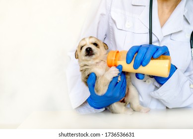 Feeding A Newborn Puppy Formula From A Bottle Closeup.Vet Doctor In The Clinic. Dog Care.A Pet