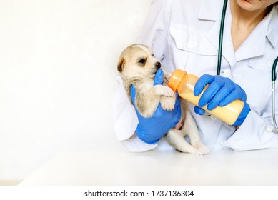 Feeding A Newborn Puppy Formula From A Bottle Closeup.Vet Doctor In Clinic. Dog Care.A Pet