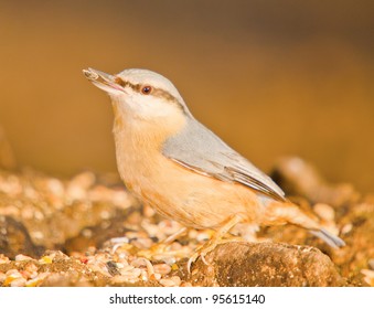 Feeding Nuthatch
