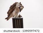 Feeding osprey hawk feeding on the freshly caught fish, standing on a streetlight pole, UABC campus, Ensenada, Mexico